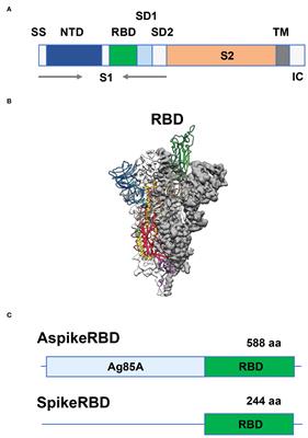 Engineering a dual vaccine against COVID-19 and tuberculosis